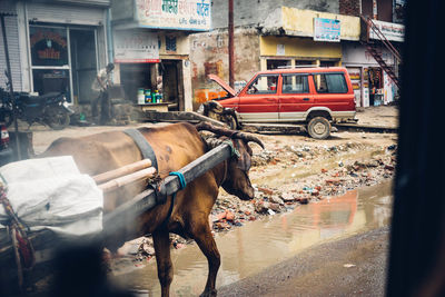 Ox cart on road in city