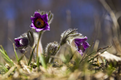 Close-up of purple flowers blooming in field