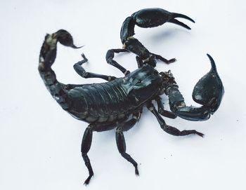 High angle view of black insect on white background