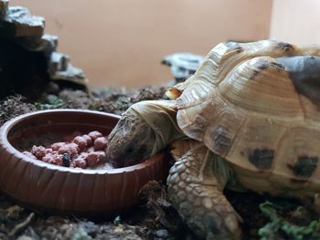 Close-up of turtle in container