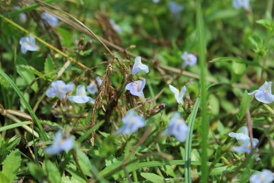 Close-up of white flowering plant