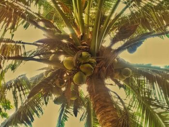 Low angle view of coconut palm tree against sky