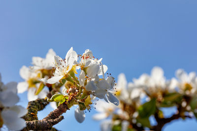 Tender flower petals of an apple tree with snow-white and bright flowers and tiny stamens