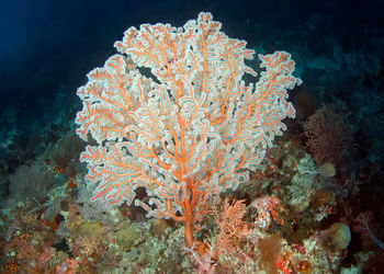 View of fish underwater