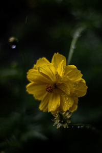 Close-up of yellow flower blooming outdoors