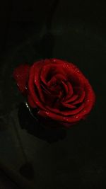 Close-up of red rose over white background