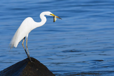 High angle view of gray heron perching on lake