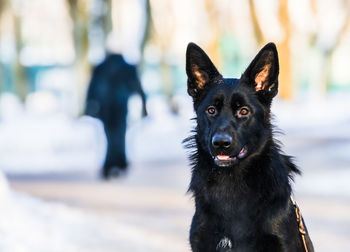 Portrait of black dog against blurred background