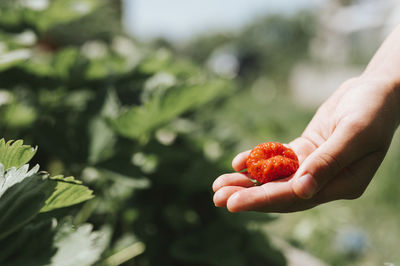 Close-up of hand holding strawberry