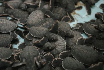 Close up of leaves