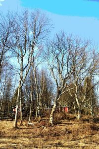 Bare trees on landscape against sky