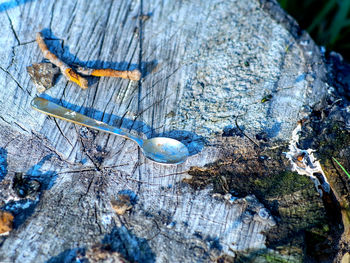 High angle view of tree trunk