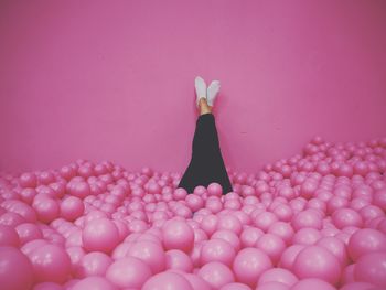 Close-up of pink rose on white background