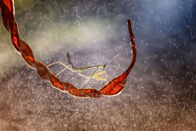 Close-up of praying mantis on red leaf