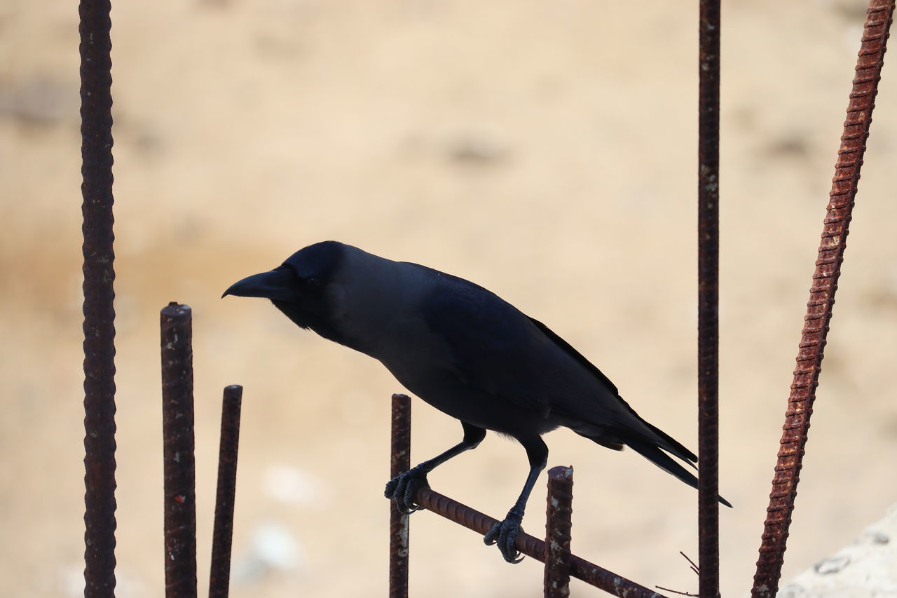 CLOSE-UP OF BIRD PERCHING ON RAILING AGAINST SKY