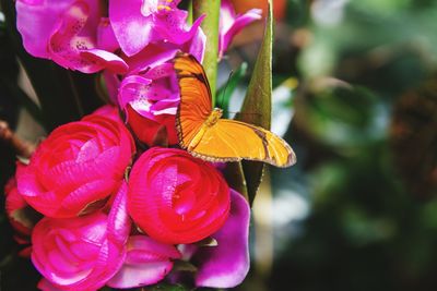 Close-up of pink flowers