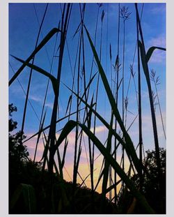 Low angle view of plants against blue sky