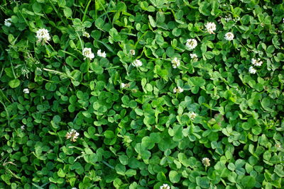 Full frame shot of fresh green plants