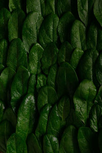 Full frame shot of green spinach leaves 