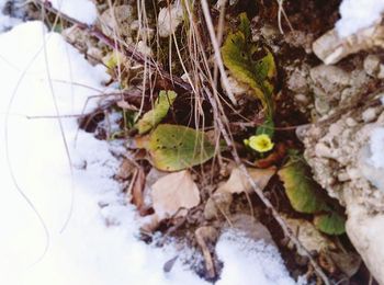 Close-up of plant