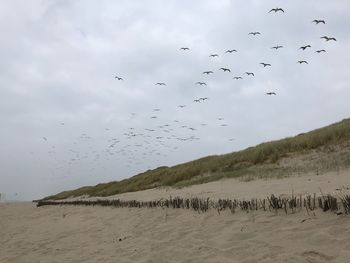 Flock of birds flying in the sky