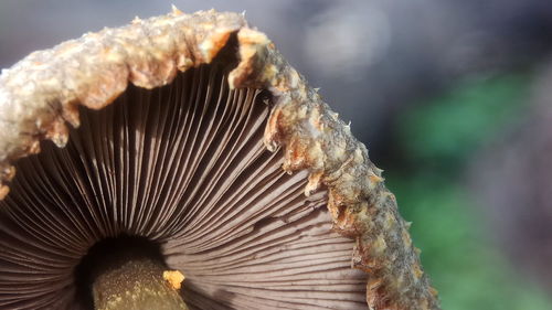 Close-up of mushroom growing on tree