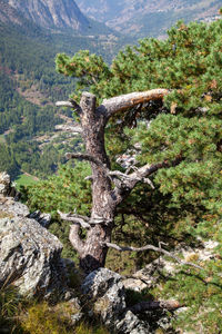 Tree in forest