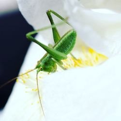 Close-up of insect on leaf