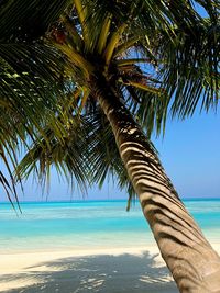 Palm tree on beach against blue sky