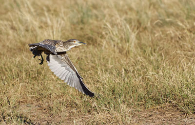 Black-crowned night heron flying over grassy field