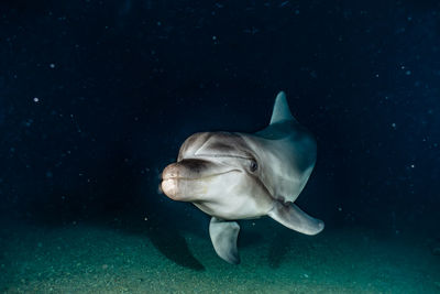 One dolphin swimming with divers in the red sea, eilat israel a.e