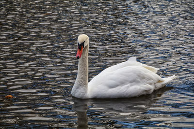 Swan swimming in lake