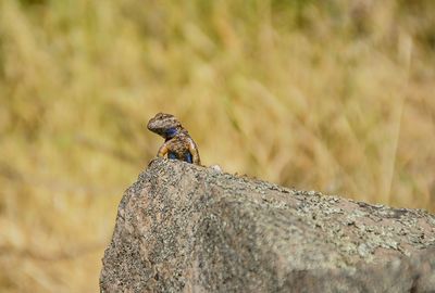 Close-up of lizard on rock