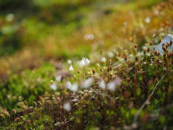 Close-up of flowers blooming in field