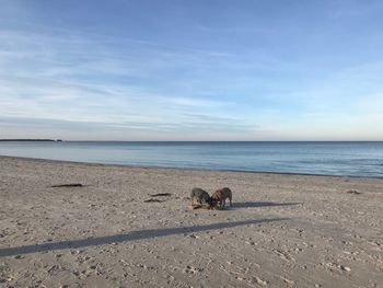 View of horse on beach against sky