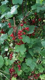 Close-up of berries growing on tree