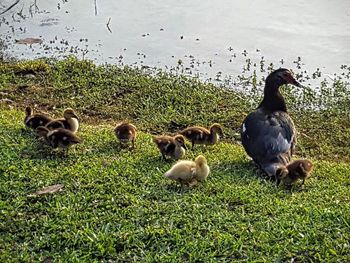 Ducks on grassy field