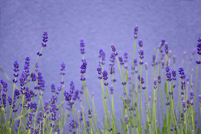 Blooming lavender on the background of a purple wall. copy space. perfume ingredient, aromatherapy.