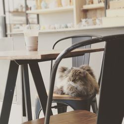 Cat sitting on chair at home