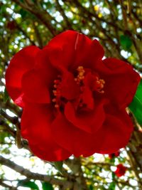 Close-up of red flower