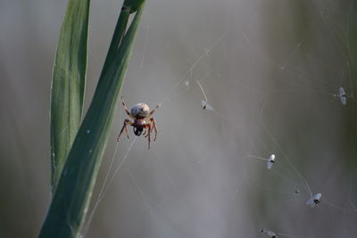 Close-up of spider