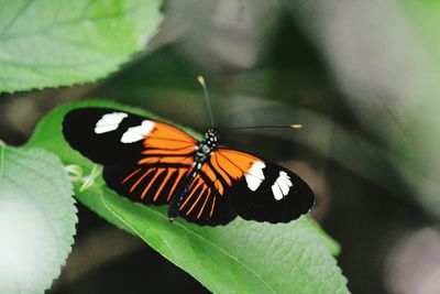 Close-up of butterfly on leaf