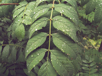 Close-up of wet plant leaves during rainy season