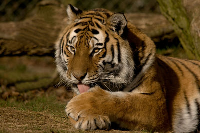 Close-up of tiger in zoo