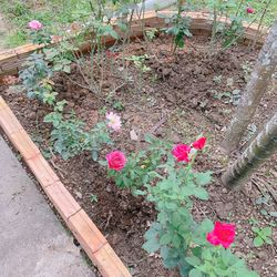 High angle view of pink flowering plants on field