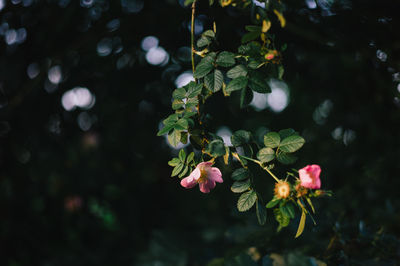 Close-up of flowering plant