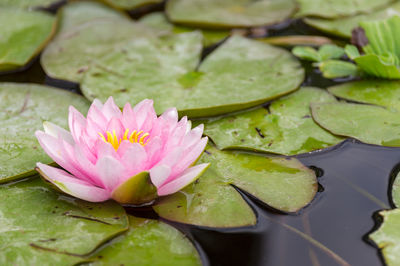 Close-up of lotus water lily in pond