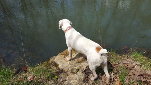 High angle view of dog standing at lakeshore