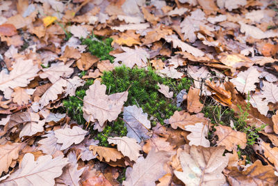 High angle view of fallen maple leaves