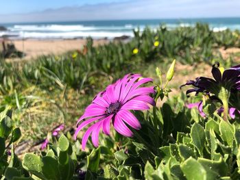 Close-up of pink flowering plant by sea against sky